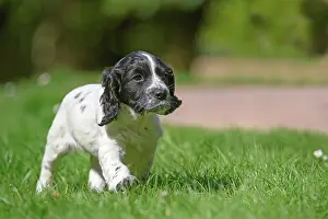 021020: Dog. Cocker Spaniel puppy, black & white (7