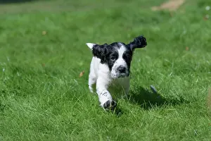 021020: Dog. Cocker Spaniel puppy, black & white (7