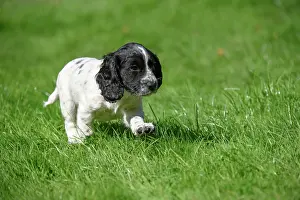021020: Dog. Cocker Spaniel puppy, black & white (7