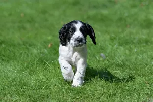 021020: Dog. Cocker Spaniel puppy, black & white (7