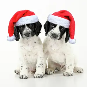 111020: Dog. Cocker Spaniel puppy, black & white wearing