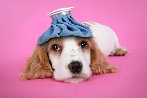Unwell: DOG. Cocker Spaniel puppy - with cold compress