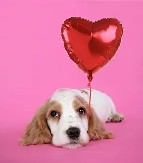 Mamals: DOG. Cocker Spaniel puppy - with heart shaped balloon