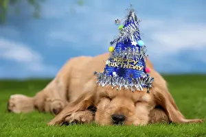 Dog Cocker Spaniel puppy sleeping wearing party hat