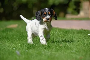 021020: Dog. Cocker Spaniel puppy, tri colour (7 weeks