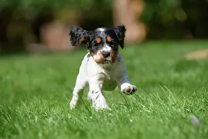 021020: Dog. Cocker Spaniel puppy, tri colour (7 weeks