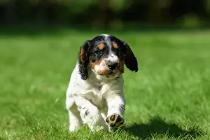021020: Dog. Cocker Spaniel puppy, tri colour (7 weeks