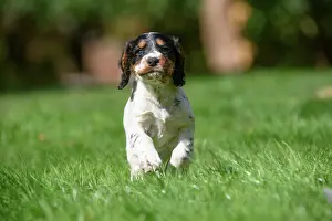 021020: Dog. Cocker Spaniel puppy, tri colour (7 weeks
