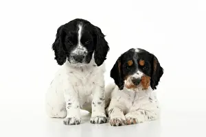 021020: Dog. Cocker Spaniel puppy, tri coloured &