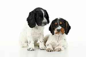 021020: Dog. Cocker Spaniel puppy, tri coloured &