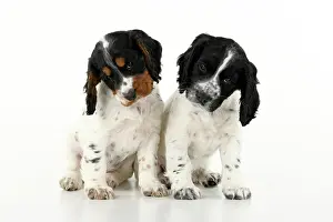 Cocked: Dog. Cocker Spaniel puppy, tri coloured &
