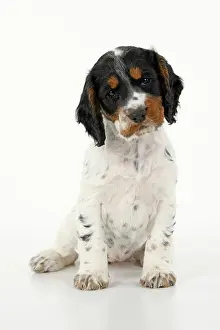 021020: Dog. Cocker Spaniel puppy, tri coloured (7 weeks
