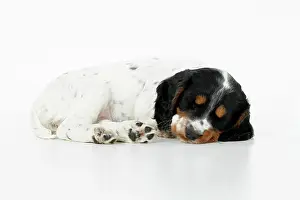 021020: Dog. Cocker Spaniel puppy, tri coloured (7 weeks