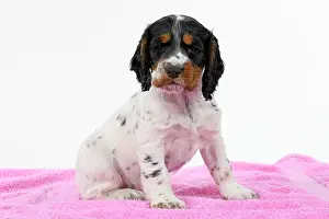 021020: Dog. Cocker Spaniel puppy, tri coloured (7 weeks