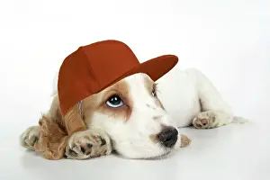 Baseball: DOG. Cocker Spaniel puppy wearing a brown baseball cap