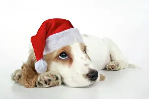 290621: DOG. Cocker Spaniel puppy wearing a red Christmas Santa hat