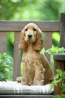 Chairs: Dog - Cocker Spaniel sitting on bench