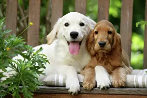 Chairs: Dog - Cocker Spaniel sitting on bench with Golden
