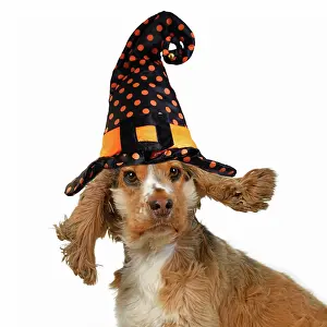111020: DOG. Cocker Spaniel wearing a witch hat for Halloween