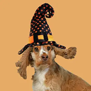 Blowing: DOG. Cocker Spaniel wearing a witch hat for Halloween