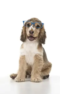 070818: DOG. Cocker Spaniels puppy ( 14 weeks old ) wareing glasses