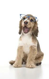 070818: DOG. Cocker Spaniels puppy ( 14 weeks old ) wareing glasses