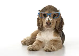 070818: DOG. Cocker Spaniels puppy ( 14 weeks old ) wareing glasses