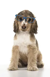 070818: DOG. Cocker Spaniels puppy ( 14 weeks old ) wareing glasses