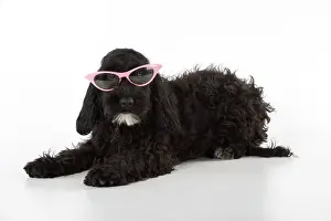 Cockerpoo: Dog Cockerpoo