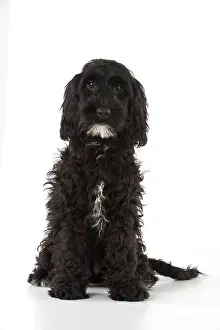 Cockerpoo: Dog Cockerpoo