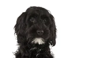 Cockerpoo: Dog Cockerpoo