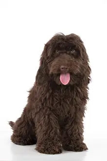 Cockerpoo: Dog Cockerpoo