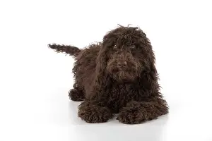 Cockerpoo: Dog Cockerpoo