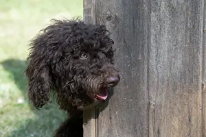 Cockerpoo: Dog Cockerpoo
