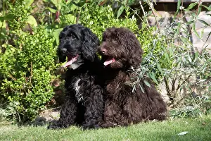 Cockerpoo: Dog Cockerpoo