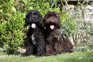 Cockerpoo: Dog Cockerpoo