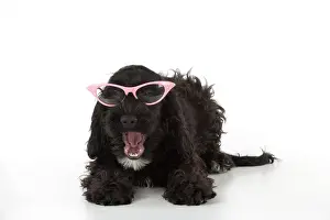 Cockerpoo: Dog Cockerpoo