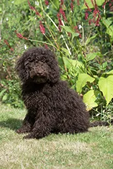 Cockerpoo: Dog Cockerpoo