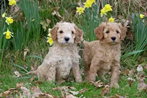 Cockerpoo: Dog - Cockerpoo 7 week old puppies