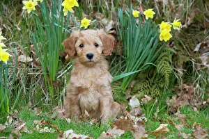Cockerpoo: Dog - Cockerpoo 7 week old puppy