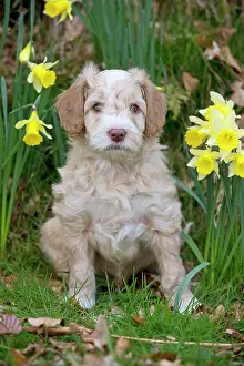 Cockerpoo: Dog - Cockerpoo 7 week old puppy
