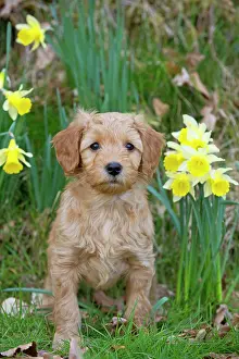 Cockerpoo: Dog - Cockerpoo 7 week old puppy