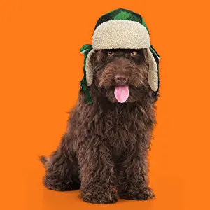 100817: DOG. Cockerpoo ( chocolate ) mouth open wearing