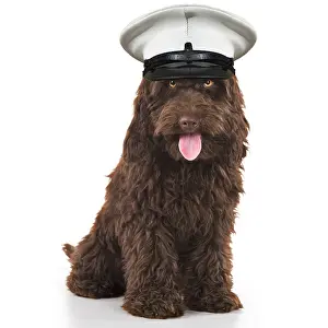 Cockerpoo: DOG. Cockerpoo ( chocolate ) mouth open wearing captain hat
