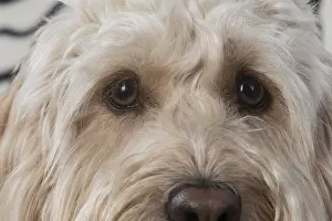 Cockerpoo: DOG. Cockerpoo, eyes