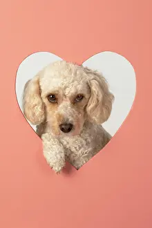 Cockerpoo: DOG. Cockerpoo with head through heart shape hole, studio