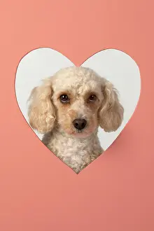 Cockerpoo: DOG. Cockerpoo with head through heart shape hole, studio