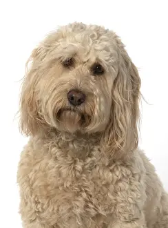 Cockerpoo: DOG. Cockerpoo, head & shoulders, face expressions