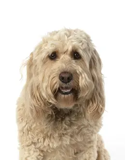 Cockerpoo: DOG. Cockerpoo, head & shoulders, face expressions