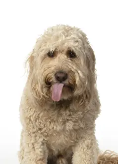 Cockerpoo: DOG. Cockerpoo, head & shoulders, face expressions